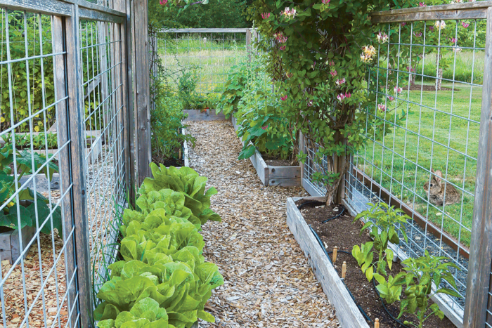 Access to vegetable bed when using chicken wire fence? : r/gardening