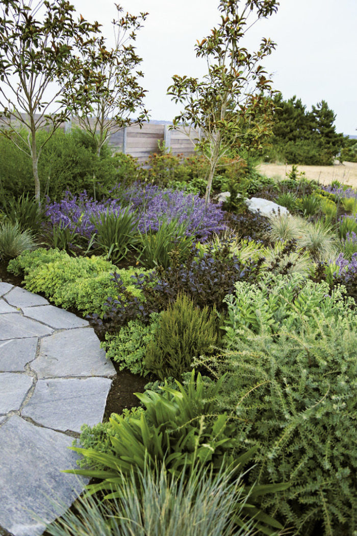 mountain plum pines and an array of strappy ornamental grasses