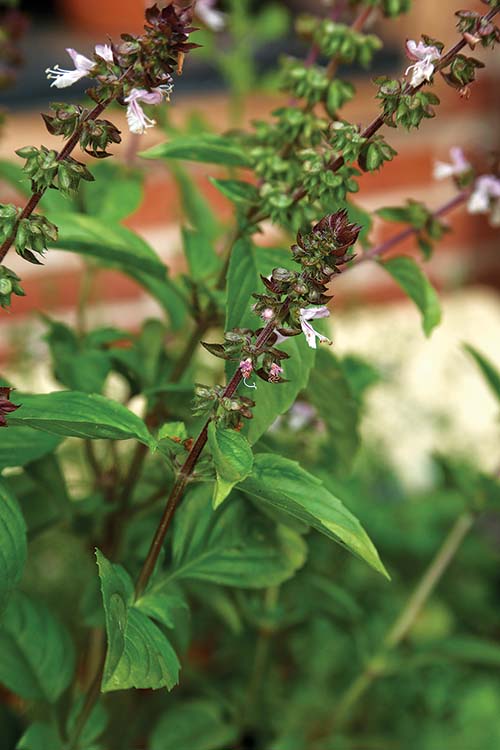 Learn the Basics of Growing Basil FineGardening