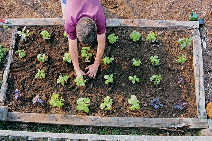 Learn the Basics of Growing Basil FineGardening