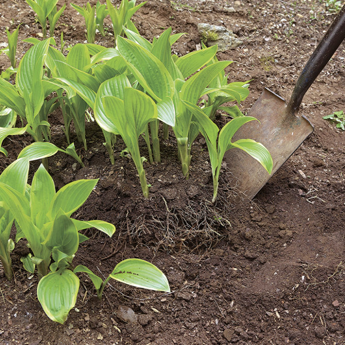 Use a spade to cut around the outside edge of the hosta clump