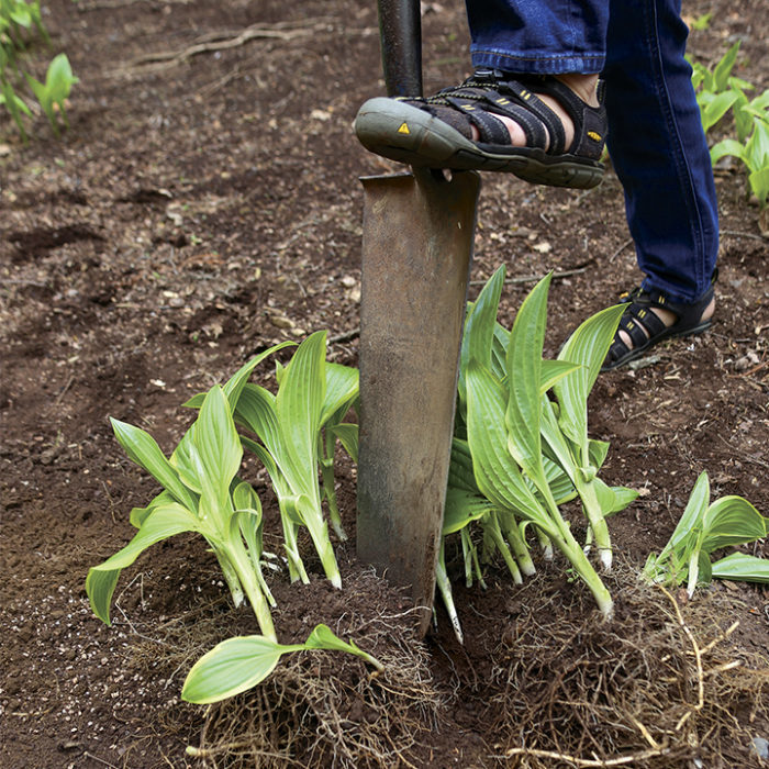 gently pry and lift the entire clump out of the ground