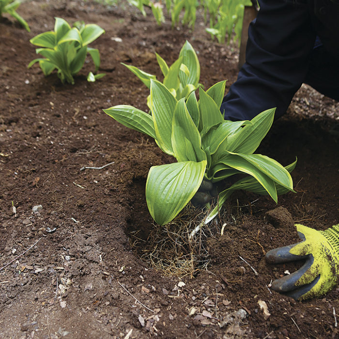 Replant the divisions at the same depth as they were when still a part of the mother clump