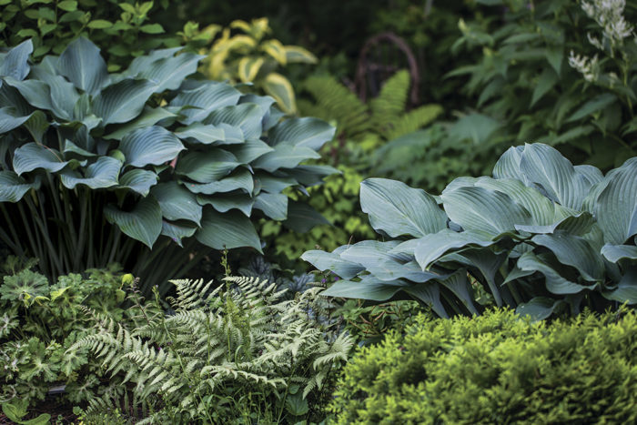 krossa regal hostas