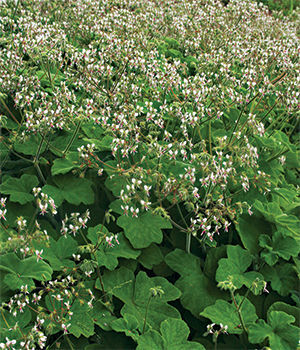 Peppermint-scented geranium