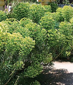 Mediterranean spurge