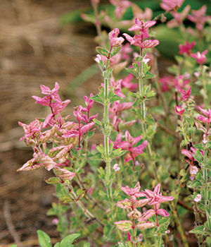 Clary sage