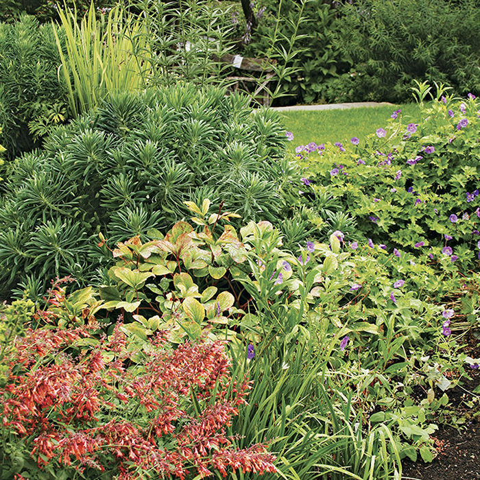 Various geraniums, Mediterranean spurge, and anise hyssop bulk up quickly but don't take over the garden.