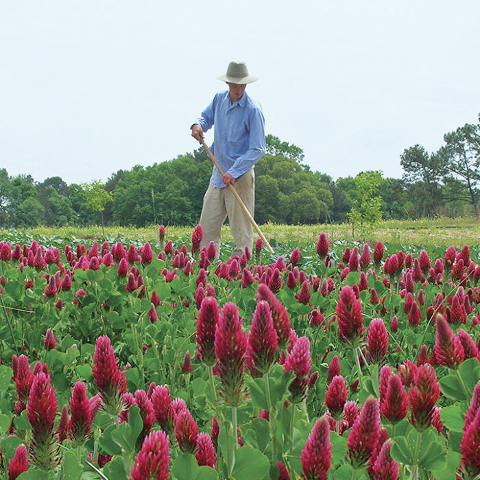 Person tending to red topped cover crops