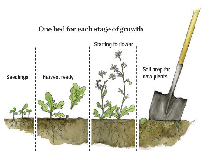 Illustration of one bed for each stage of growth