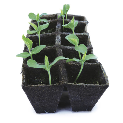 Melon seedlings being started inside