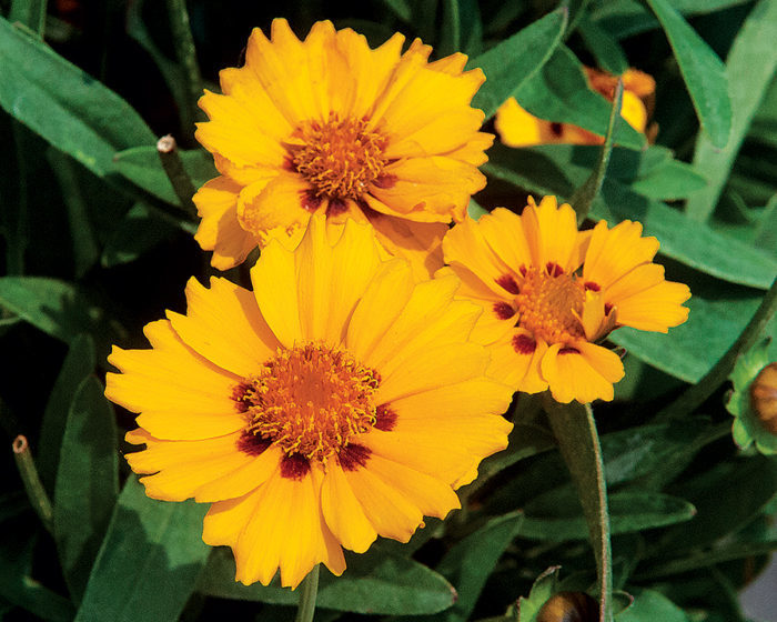 PERMATHREAD Red Satin Coreopsis