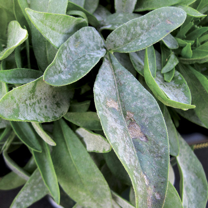 Powdery mildew on lanceleaf coreopsis