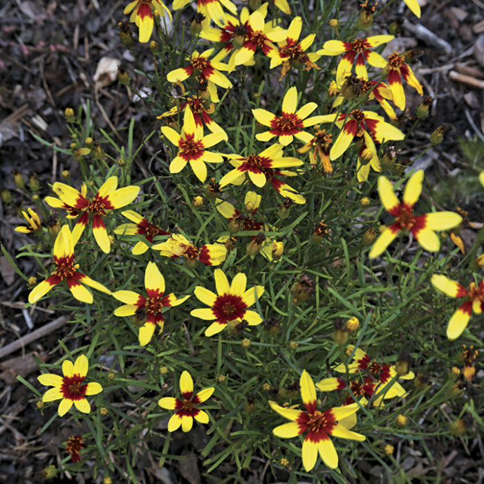 ‘Firefly’ threadleaf coreopsis