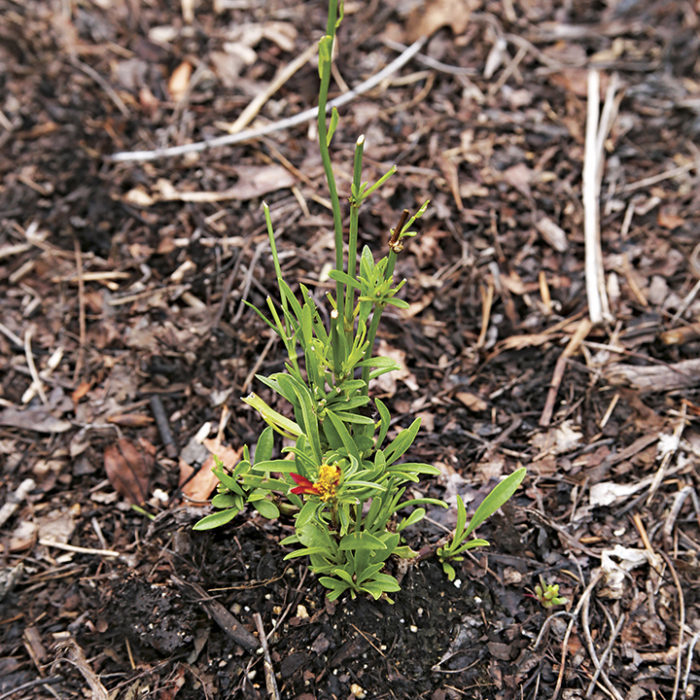 coreopsis devoured by a rabbit