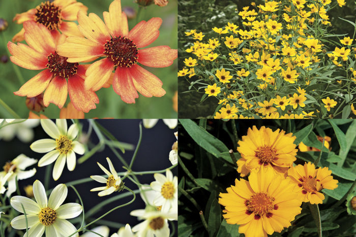 Four varieties of coreopsis