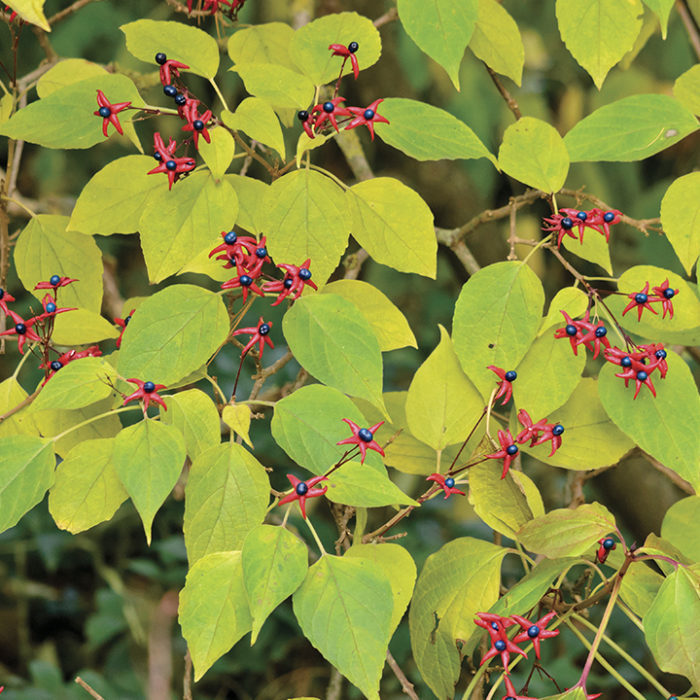 Harlequin glorybower