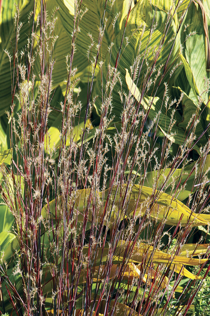 ‘Standing Ovation’ little bluestem