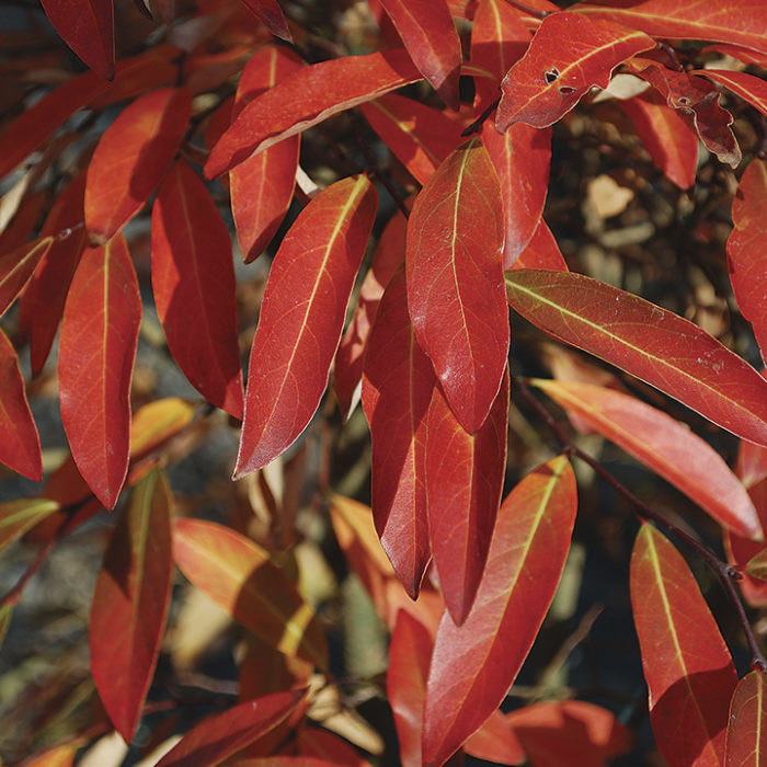 Asian spicebush