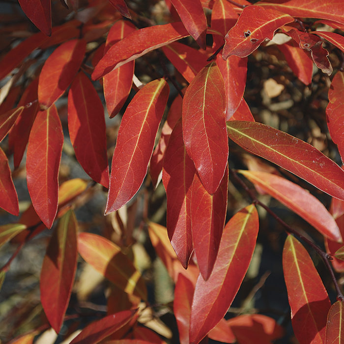 Image of Fothergilla (Fothergilla spp. and cvs.)