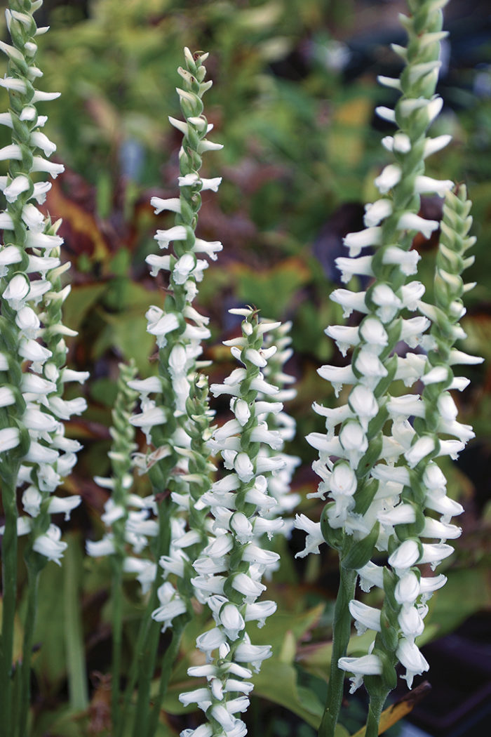 Nodding ladies tresses