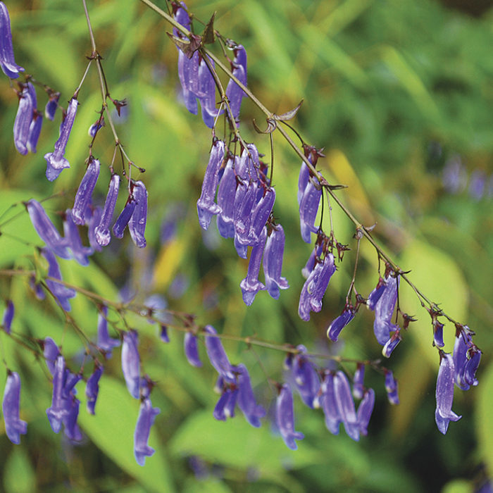 Trumpet spurflower