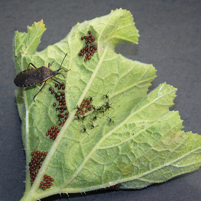 grow pumpkins and watch for pests on leaves