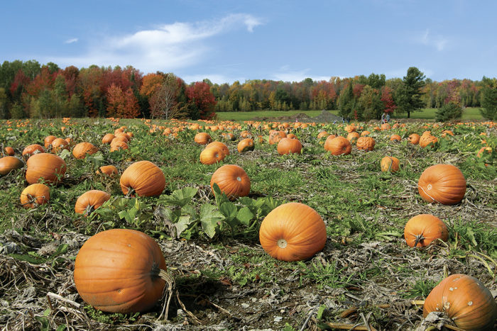 Clementine Pumpkins - Thriving Home