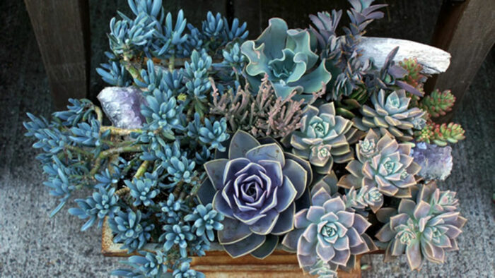 container full of blue succulents