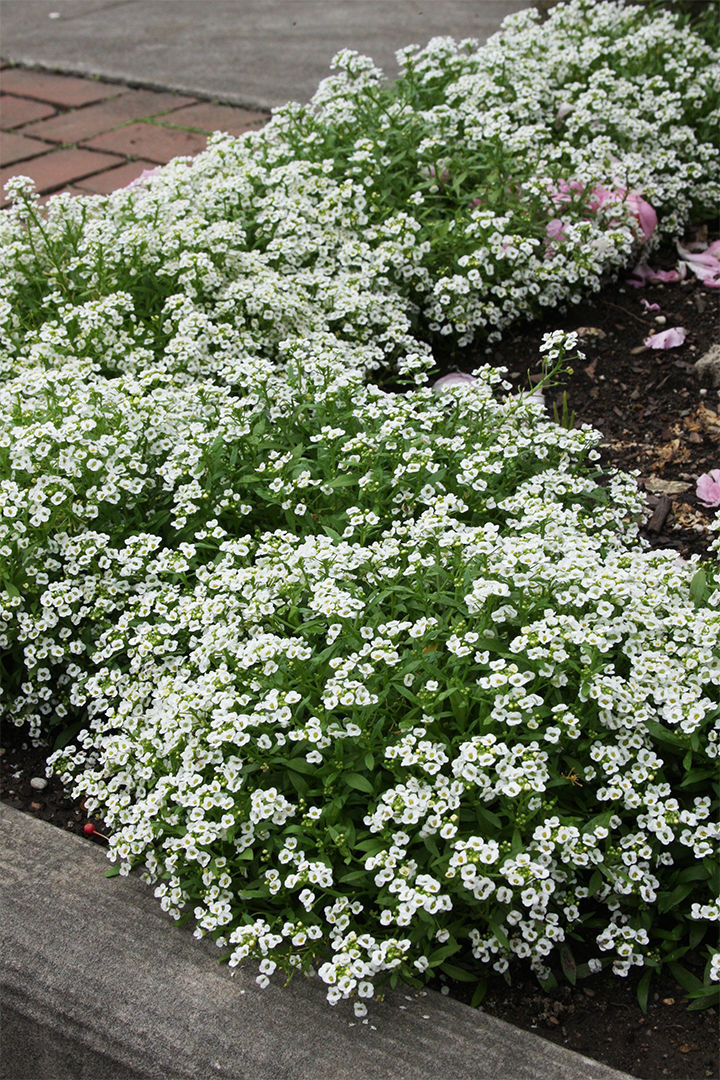 Sweet Alyssum