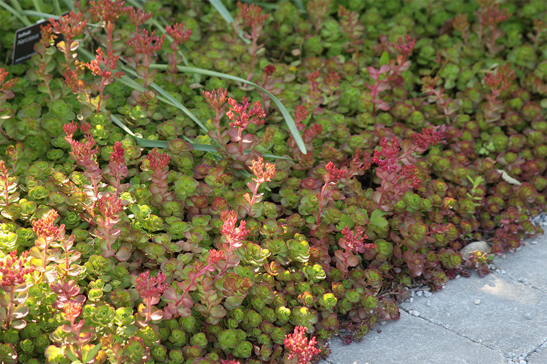 Two-Row Stonecrop