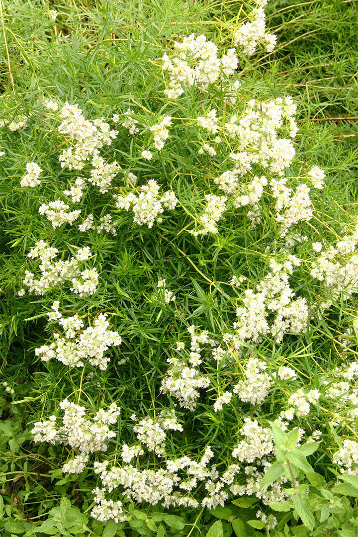 Narrowleaf Mountainmint