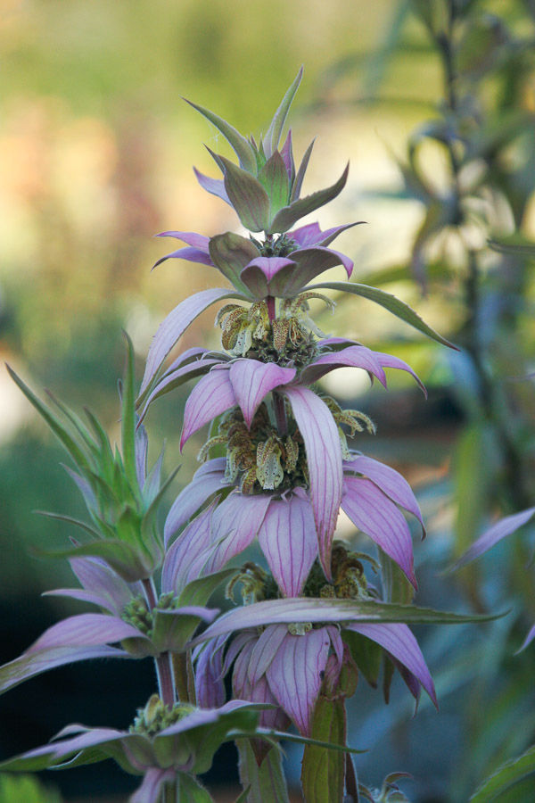 Horsemint Beats Bee Balm 