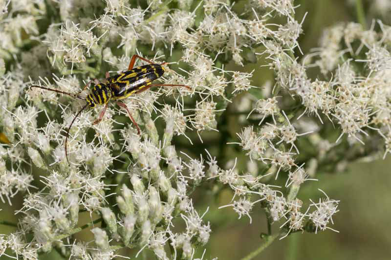 Hyssopleaf Thoroughwort