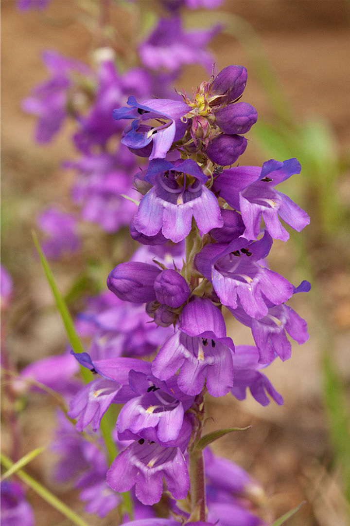 Penstemon