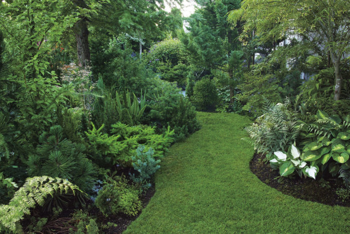 varied forms of conifers 