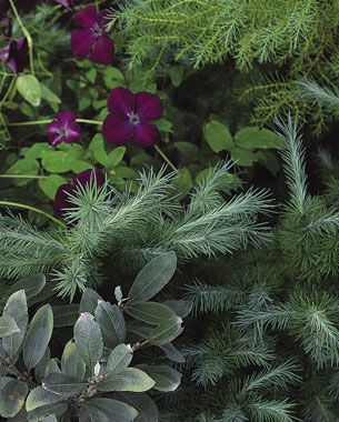 Willow and larch, yellowish Japanese cedar and burgundy clematis 