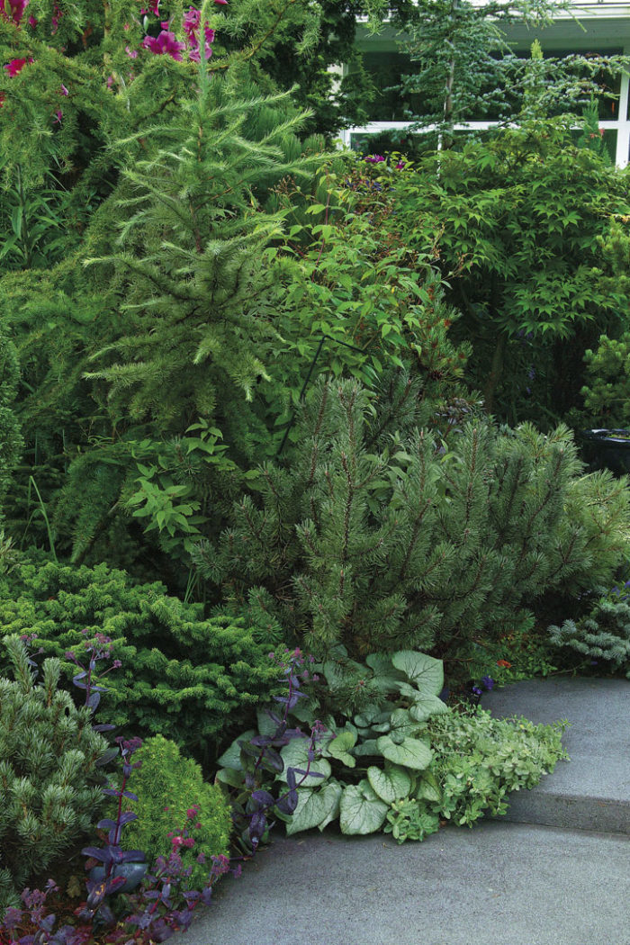 Brunnera at the feet of conifers