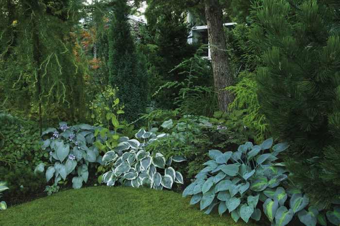 conifers paired with perennials in the landscape