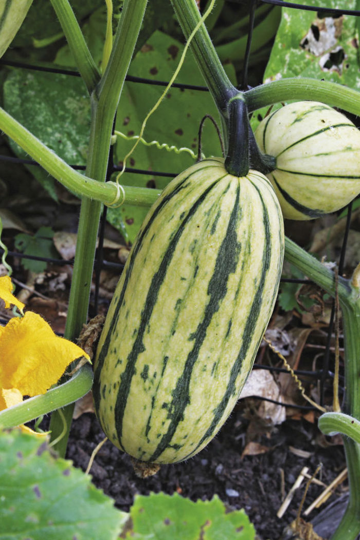 delicata squash