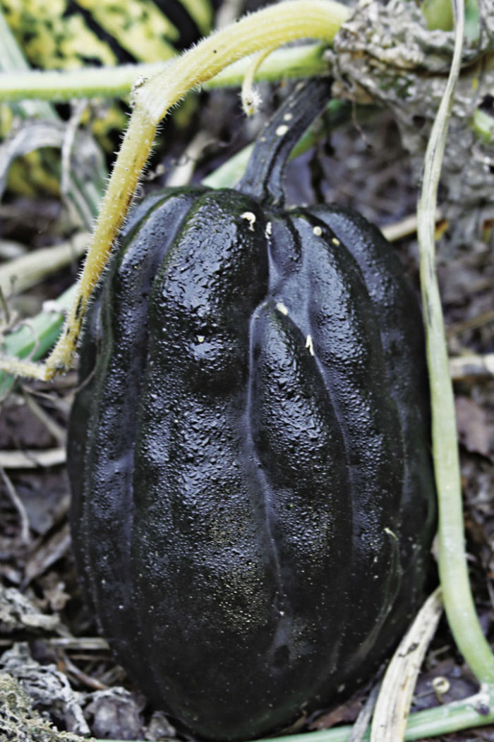 uconn squash