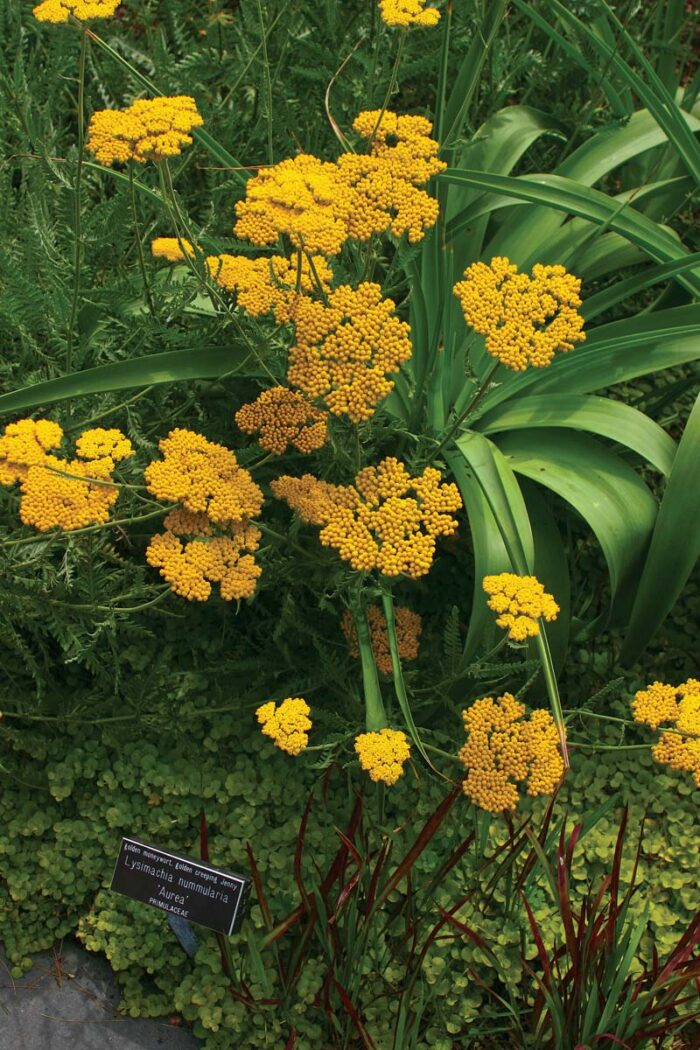 Fern Leaf Yarrow