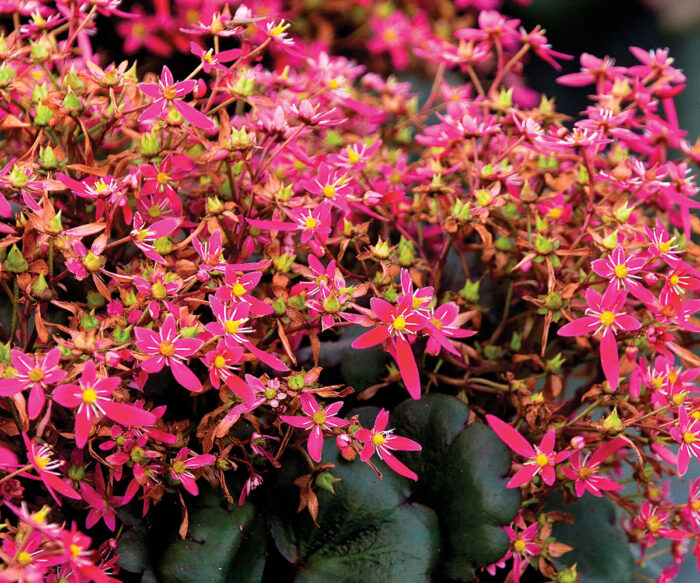 Berry Bright Saxifrage