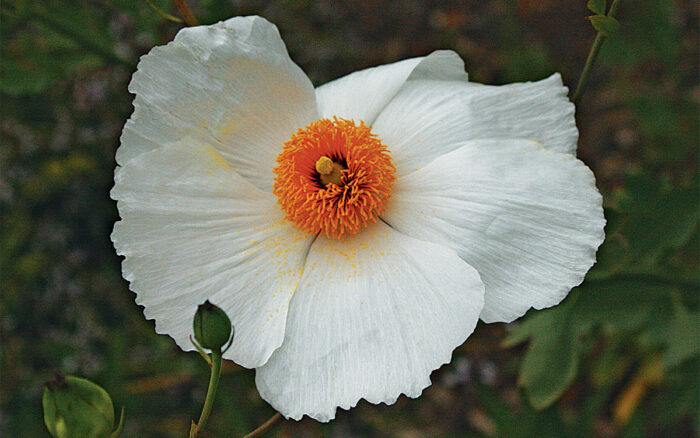 Matilija Poppy