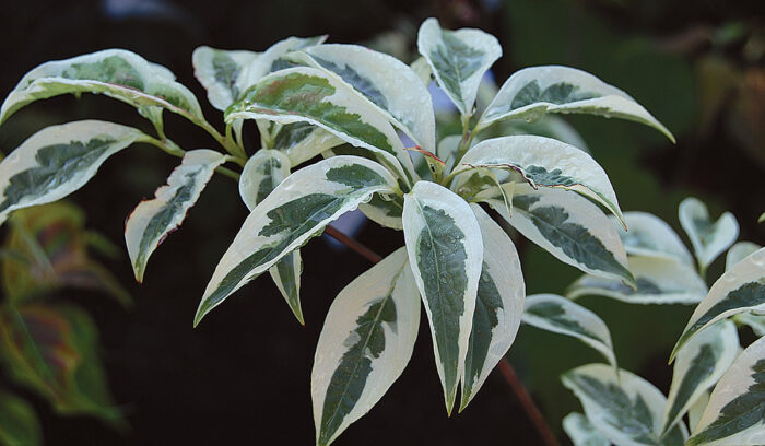 Variegated Stellar Pink Dogwood