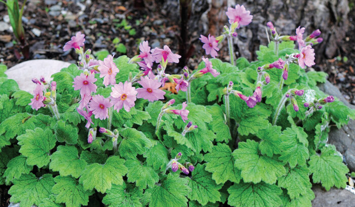 Mount Kiso Primrose