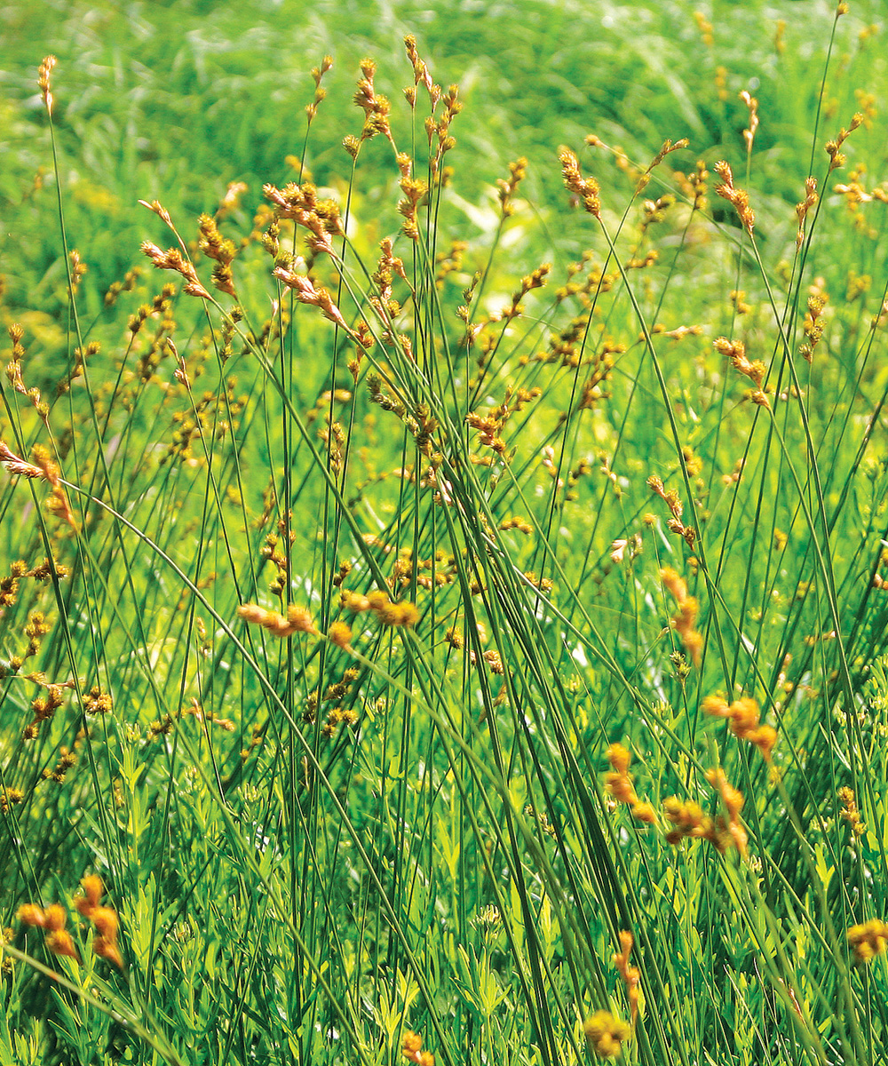 Prairie Sedge