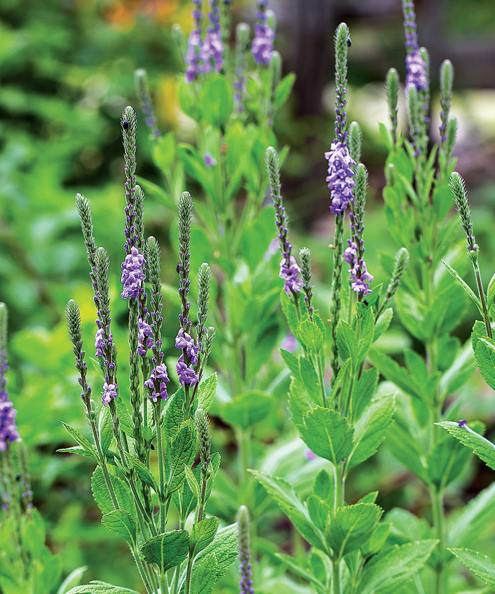 Hoary Vervain