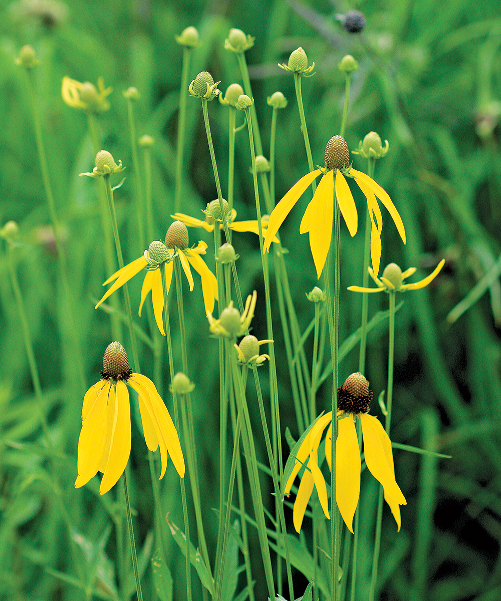 Gray-Headed Coneflower