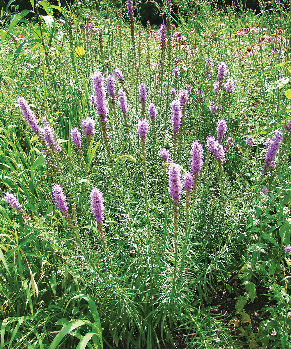 Prairie Blazing Star